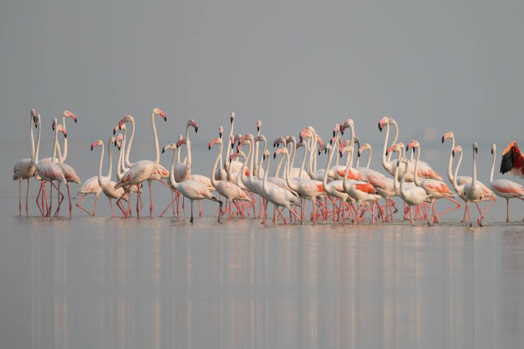 Akyatan’da Flamingo şöleni: Göç molası! - Resim: 9